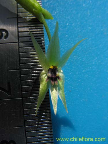 Фотография Miersia chilensis (Miersia). Щелкните, чтобы увеличить вырез.