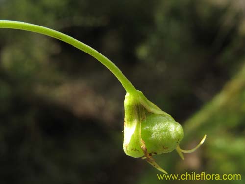 Imágen de Miersia chilensis (Miersia). Haga un clic para aumentar parte de imágen.