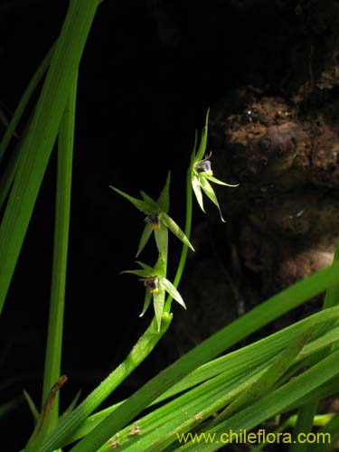 Miersia chilensis의 사진