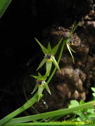 Miersia chilensis的照片