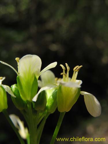 Фотография Brassicaceae sp. #2372 (). Щелкните, чтобы увеличить вырез.