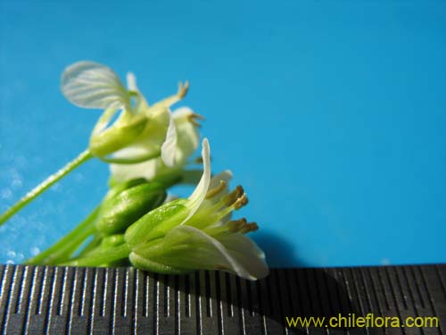 Фотография Brassicaceae sp. #2372 (). Щелкните, чтобы увеличить вырез.