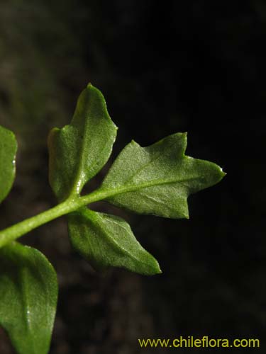 Фотография Не определенное растение sp. #2372 (ZNEW). Щелкните, чтобы увеличить вырез.