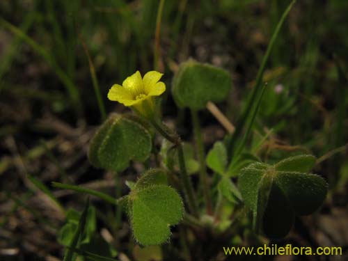 Image of Oxalis sp. #1587 (). Click to enlarge parts of image.