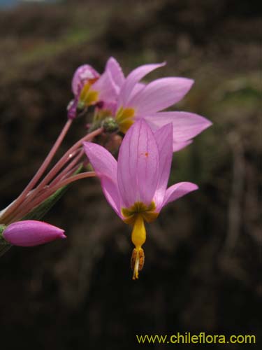 Image of Sisyrinchium junceum (Huilmo / Huilmo rosado). Click to enlarge parts of image.