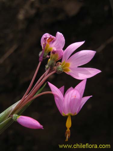 Image of Sisyrinchium junceum (Huilmo / Huilmo rosado). Click to enlarge parts of image.