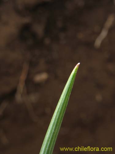 Sisyrinchium junceumの写真