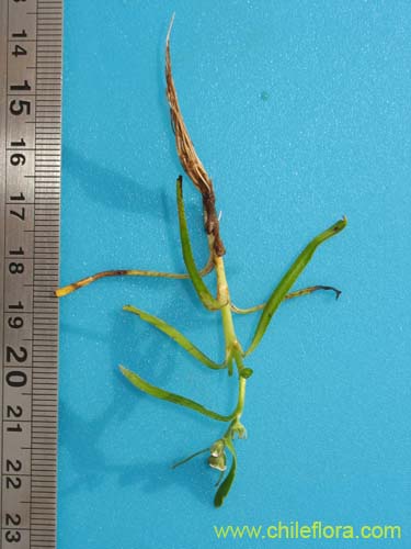Plagiobothrys sp. #1497の写真
