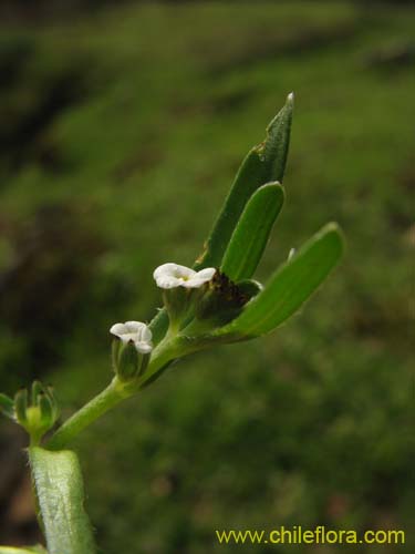 Plagiobothrys sp. #1497的照片