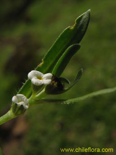 Plagiobothrys sp. #1497的照片