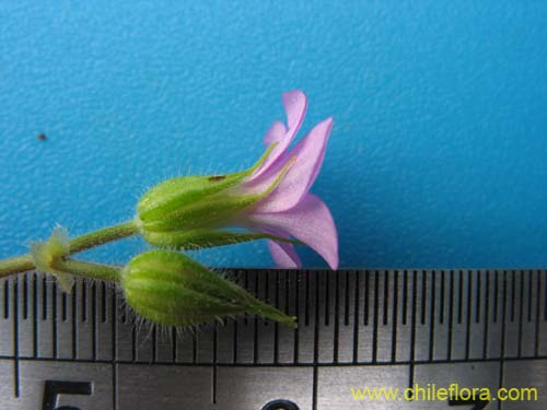 Geranium robertianumの写真