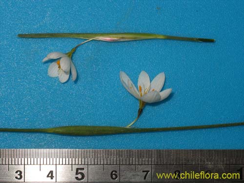 Фотография Sisyrinchium junceum var. depauperatum (). Щелкните, чтобы увеличить вырез.