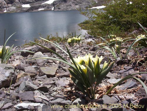 Фотография Olsynium frigidum (chamelo). Щелкните, чтобы увеличить вырез.