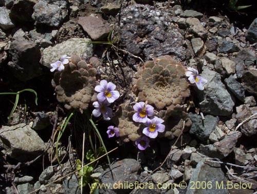 Image of Viola congesta (Violeta de los volcanes). Click to enlarge parts of image.