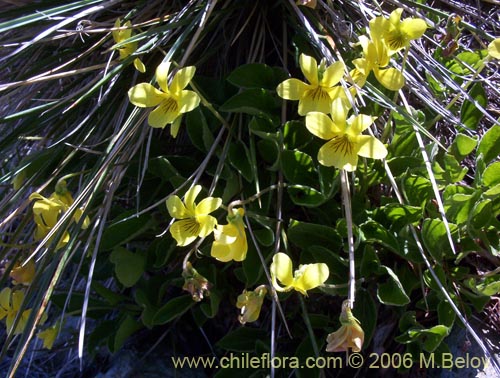 Viola maculataの写真