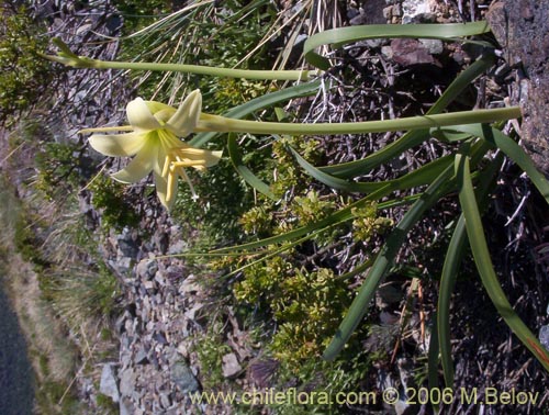 Rhodophiala montanaの写真