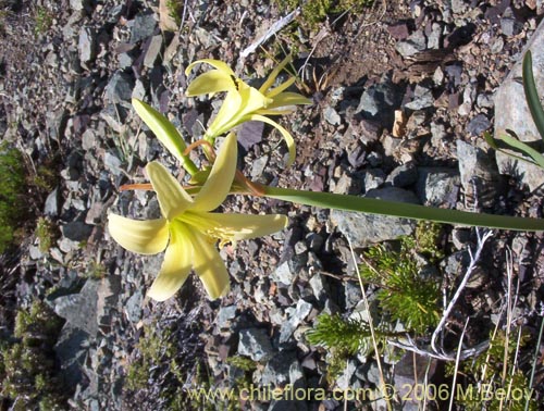 Image of Rhodophiala montana (Añañuca de las montañas). Click to enlarge parts of image.