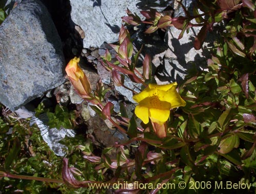 Bild von Mimulus luteus (Berro amarillo / Placa). Klicken Sie, um den Ausschnitt zu vergrössern.