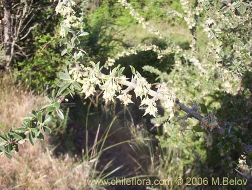 Image of Talguenea quinquinervia (Tralhuen). Click to enlarge parts of image.