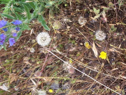 Bild von Echium vulgare (Hierba azul / Viborera / Ortiguilla). Klicken Sie, um den Ausschnitt zu vergrössern.