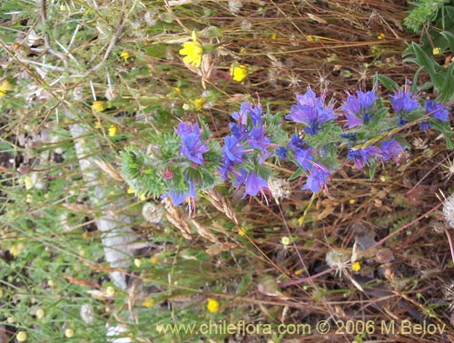 Image of Echium vulgare (Hierba azul / Viborera / Ortiguilla). Click to enlarge parts of image.