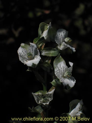 Imágen de Chloraea galeata (). Haga un clic para aumentar parte de imágen.