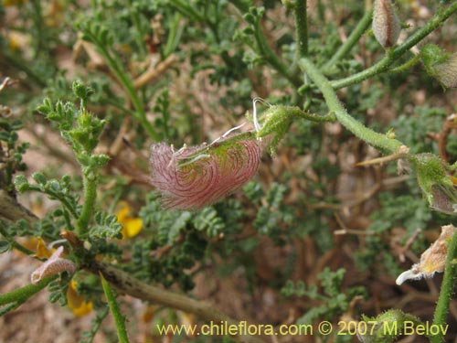 Фотография Adesmia argyrophylla (). Щелкните, чтобы увеличить вырез.