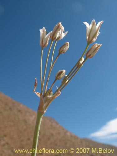 Image of Zoellnerallium andinum (Cebollín). Click to enlarge parts of image.