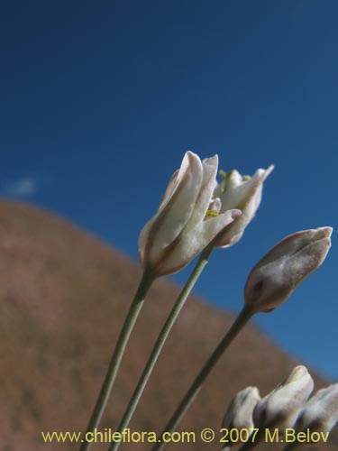 Zoellnerallium andinum의 사진