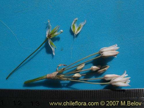 Фотография Zoellnerallium andinum (Cebollín). Щелкните, чтобы увеличить вырез.