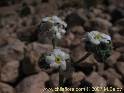 Cryptantha gnaphalioidesの写真
