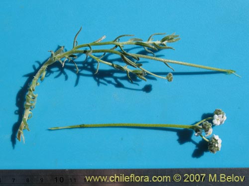 Image of Cryptantha gnaphalioides (). Click to enlarge parts of image.