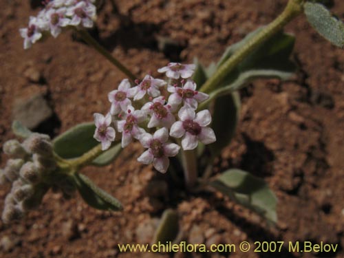 Homalocarpus dichotomusの写真