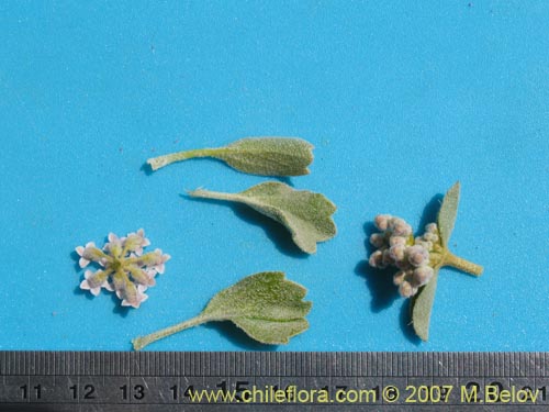 Фотография Homalocarpus dichotomus (). Щелкните, чтобы увеличить вырез.