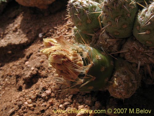 Image of Maihueniopsis archiconoidea (). Click to enlarge parts of image.