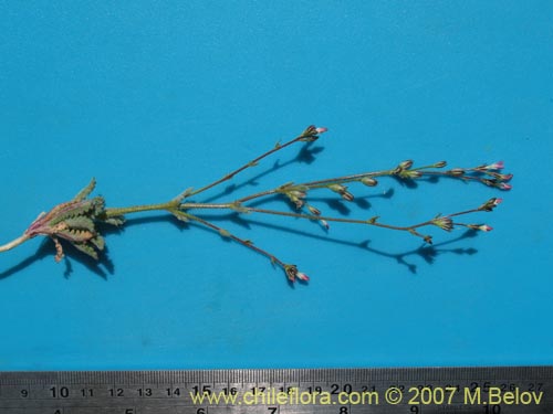 Bild von Gilia crassiflora (). Klicken Sie, um den Ausschnitt zu vergrössern.