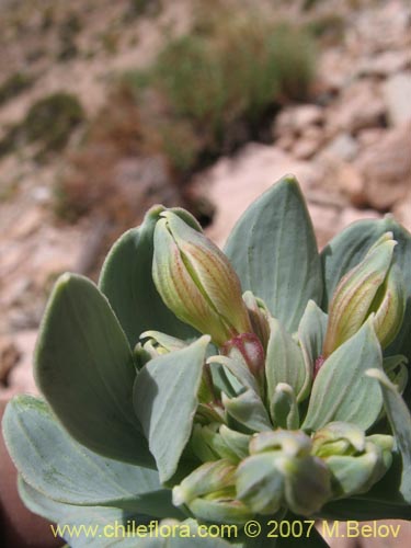 Alstroemeria andina的照片