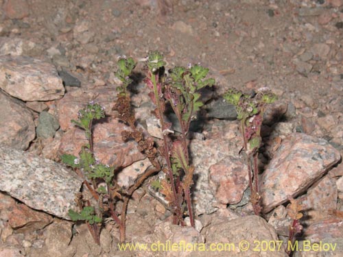 Image of Phacelia cumingii (). Click to enlarge parts of image.