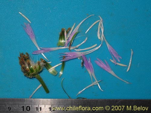 Фотография Centaurea cachinalensis (). Щелкните, чтобы увеличить вырез.