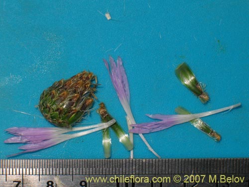 Bild von Centaurea cachinalensis (). Klicken Sie, um den Ausschnitt zu vergrössern.