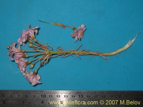 Image of Alstroemeria crispata (). Click to enlarge parts of image.
