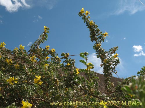 Imágen de Pintoa chilensis (). Haga un clic para aumentar parte de imágen.