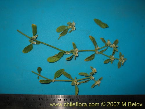 Image of Unidentified Plant sp. #1316 (). Click to enlarge parts of image.