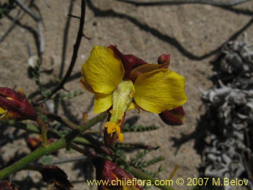 Im�gen de Caesalpinia angulata (). Haga un clic para aumentar parte de im�gen.