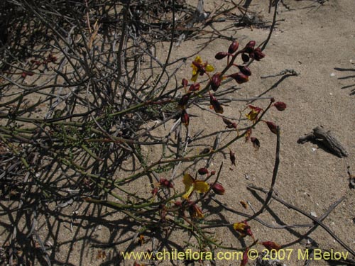 Im�gen de Caesalpinia angulata (). Haga un clic para aumentar parte de im�gen.