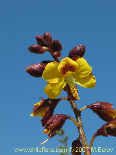 Фотография Caesalpinia angulata (). Щелкните, чтобы увеличить вырез.