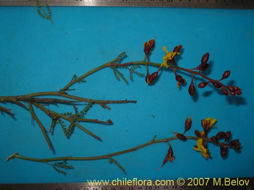 Imágen de Caesalpinia angulata (). Haga un clic para aumentar parte de imágen.