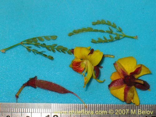 Imágen de Caesalpinia angulata (). Haga un clic para aumentar parte de imágen.
