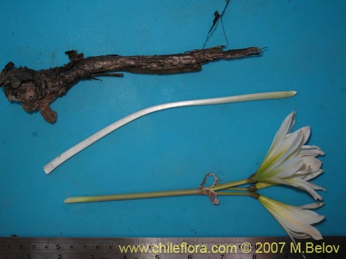 Rhodophiala ananuca的照片