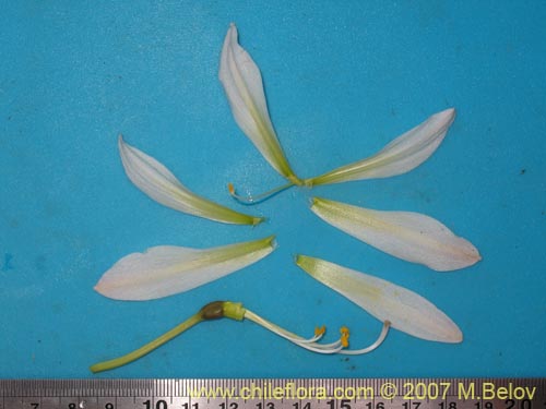 Rhodophiala ananucaの写真